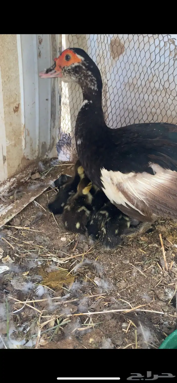 بطه بفروخها 1