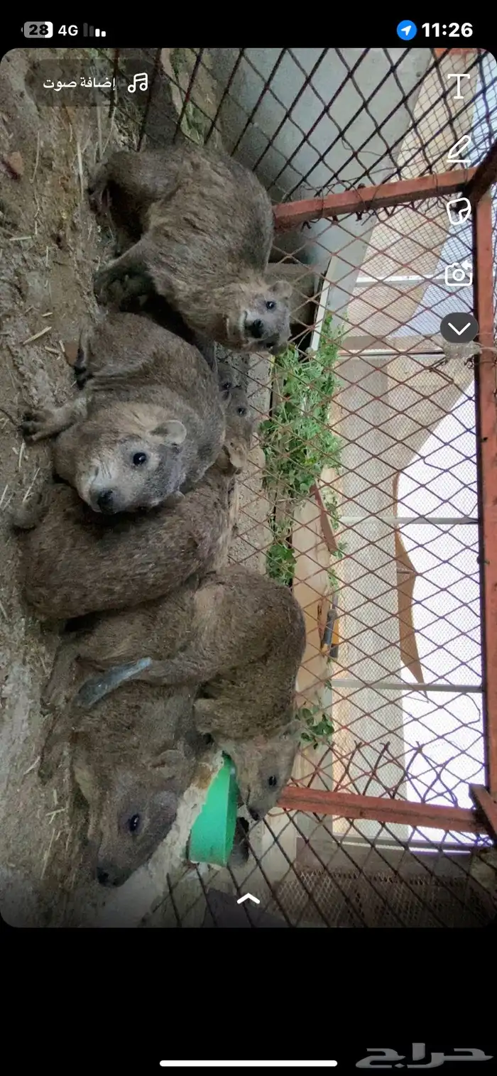 وبران للبيع على الشرط كفو الموقع خميس مشيط 1
