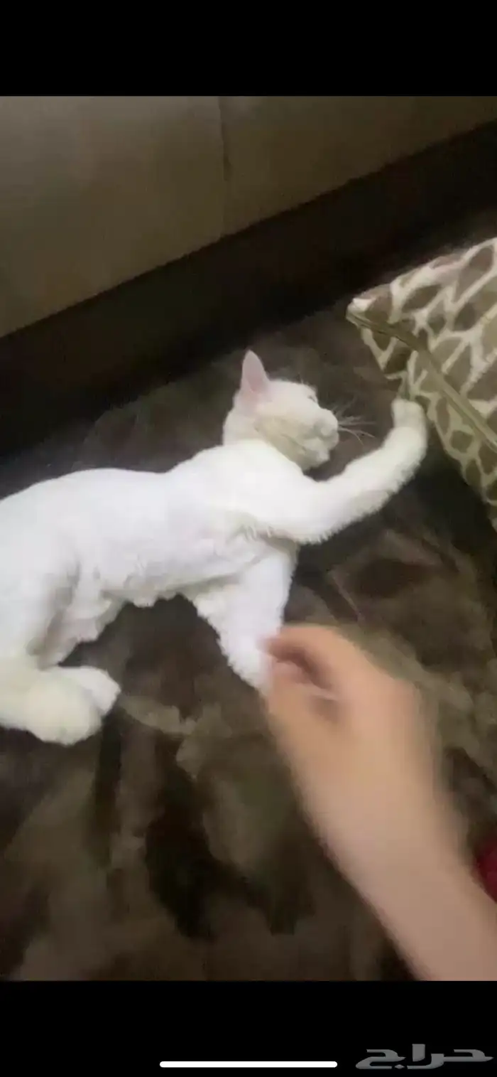 قط ضايع والي يلقها له  مكافاه مالية 1