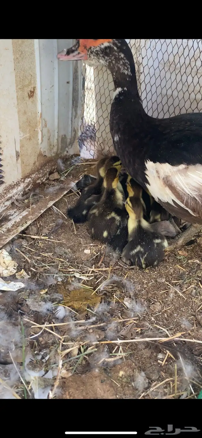 بطه بفروخها 2