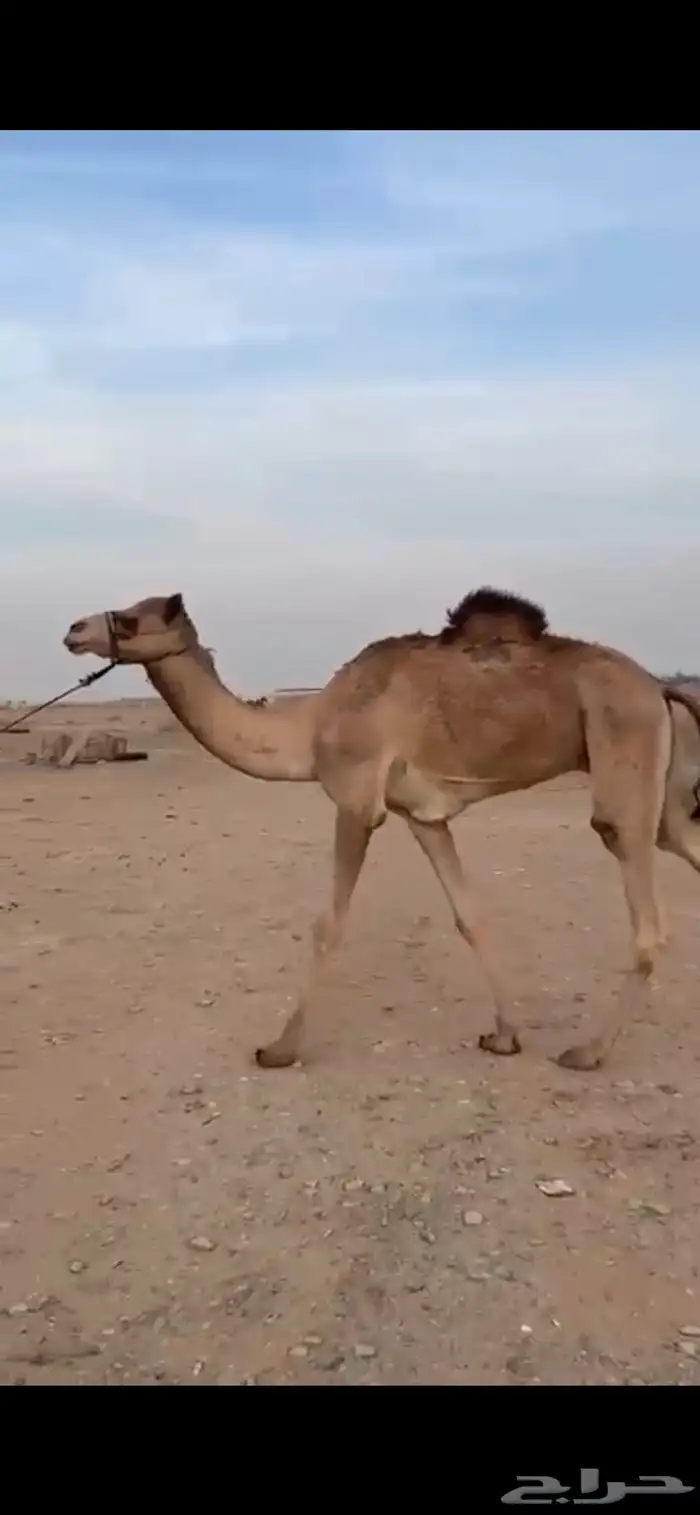 للبيع قعود لقي 0