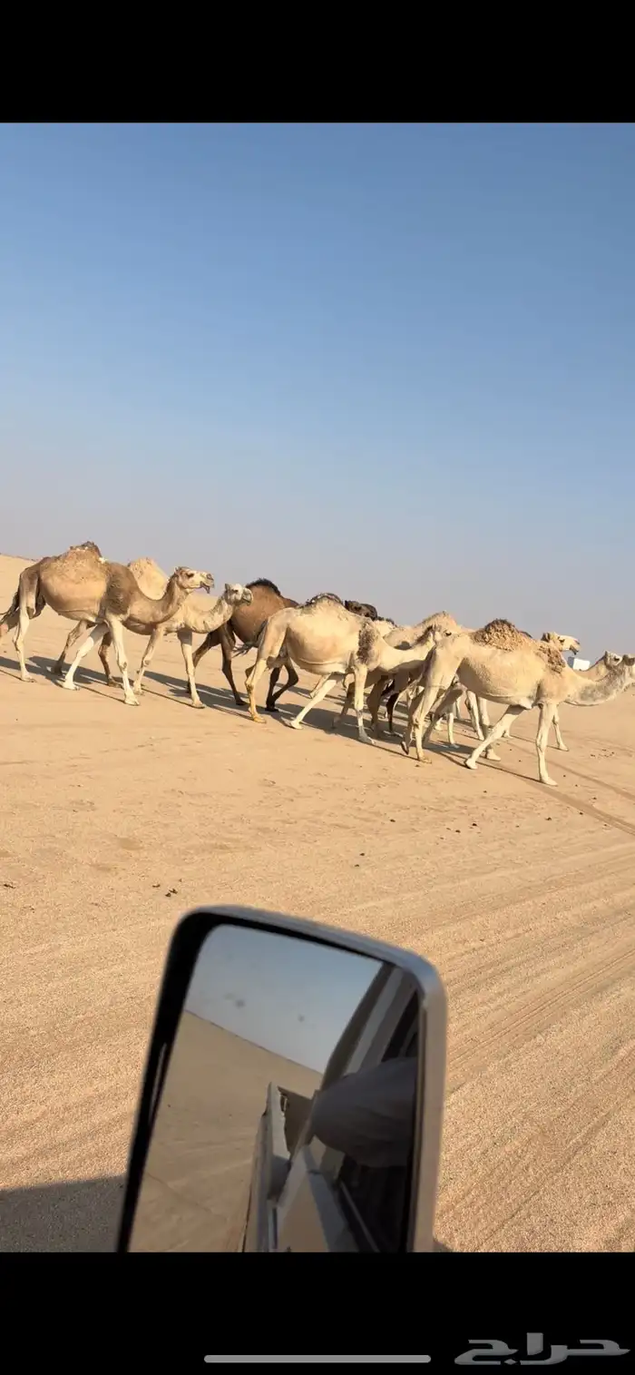 11 من الابل بحيرانها للبيع فالقويعيه 2