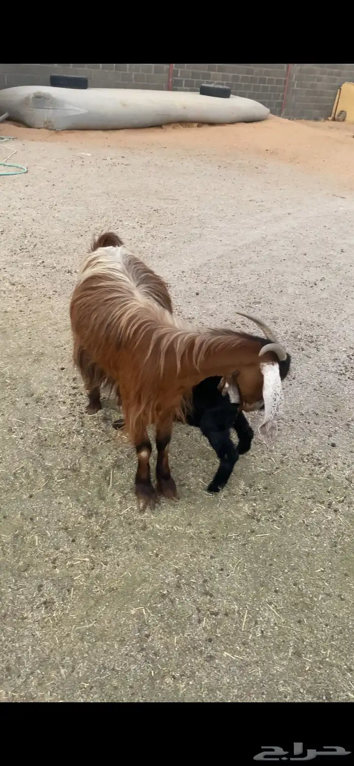 عرضييين خلفات حريات صنف وعنز يتبعها تيس 5