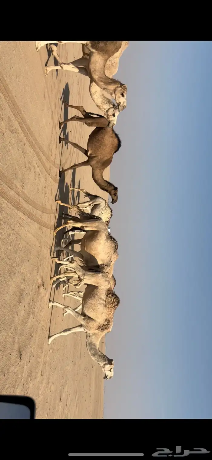 11 من الابل بحيرانها للبيع فالقويعيه 1