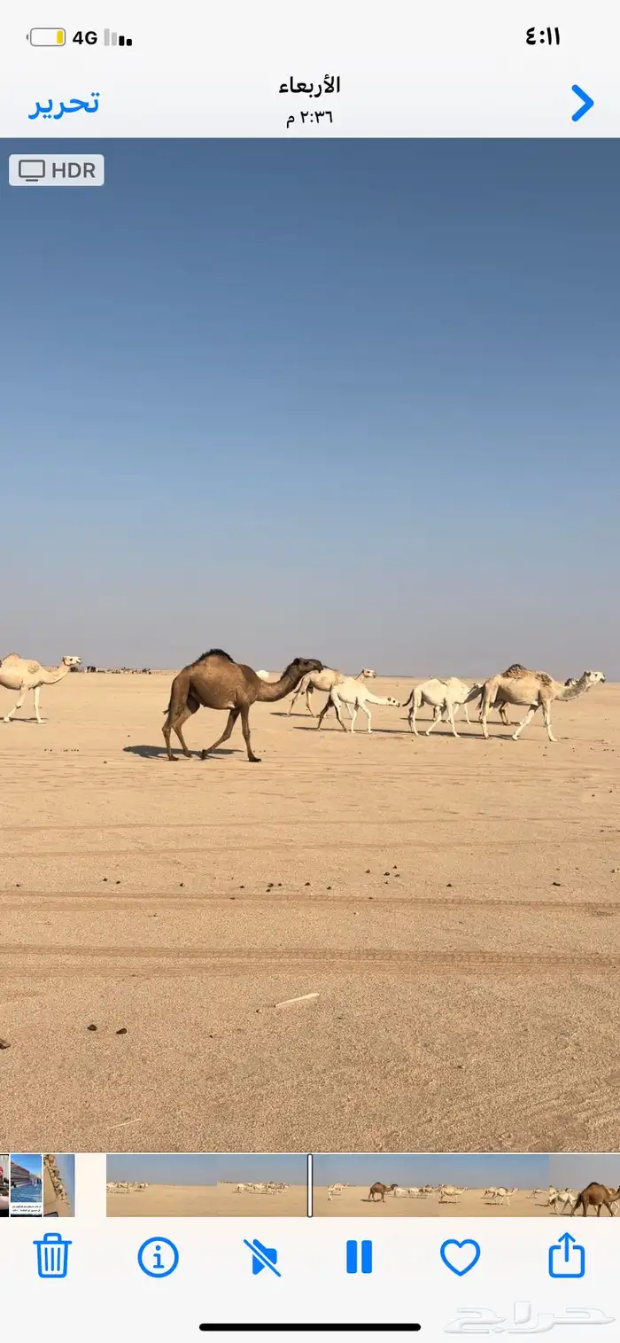 11 من الابل بحيرانها للبيع فالقويعيه 3