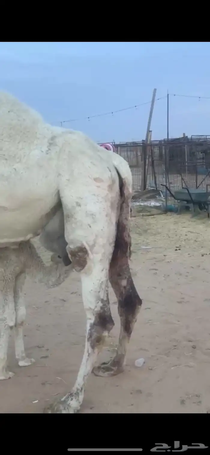 خلفه مصغر للبيع 0