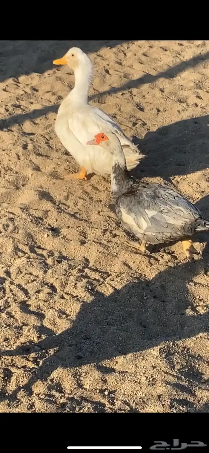 بط حضان للبيع 1