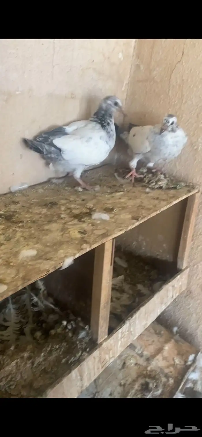 زغاليل فرنسي 7 طيبات خوش كبسه 1