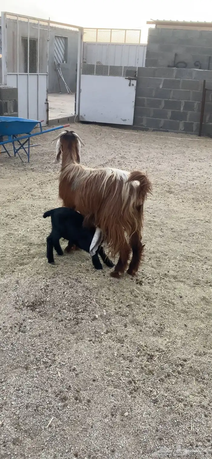 عرضييين خلفات حريات صنف وعنز يتبعها تيس 7