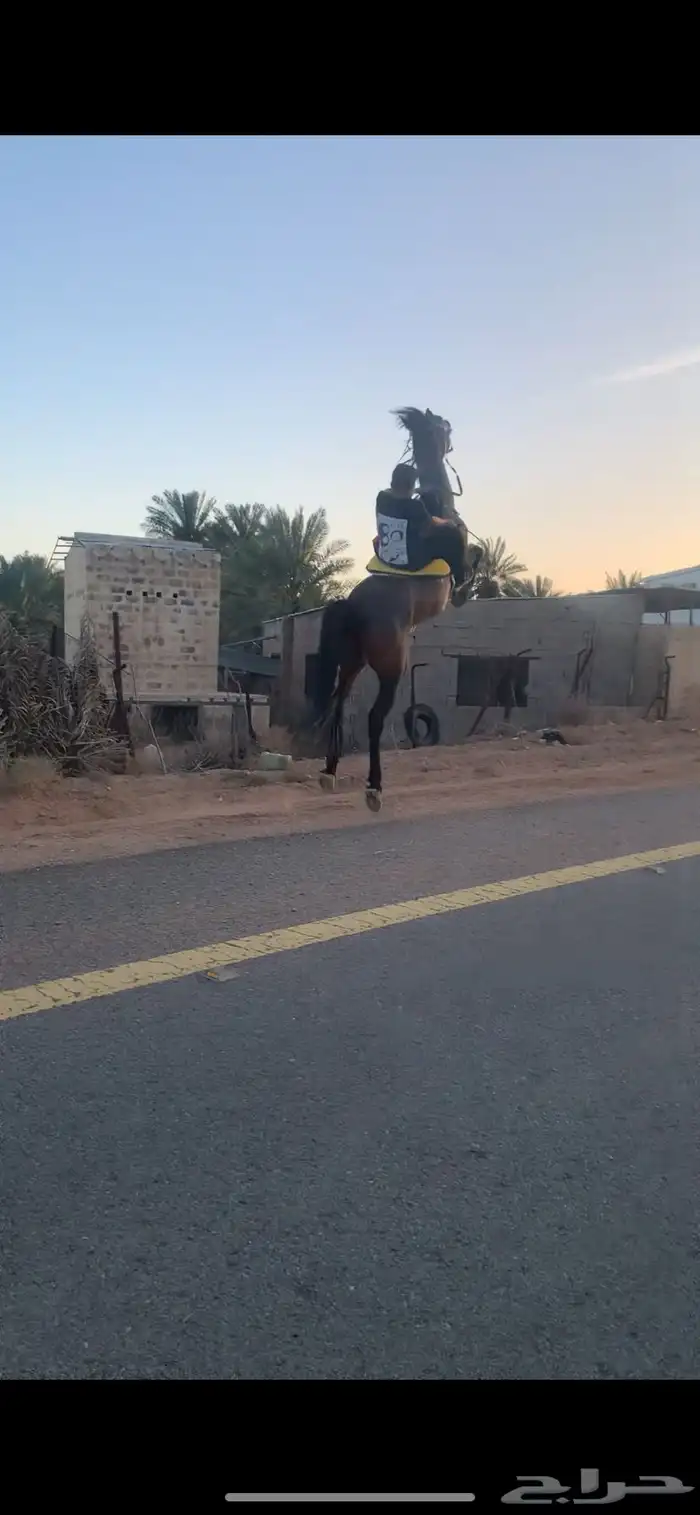 حصان ركوب طرب 2