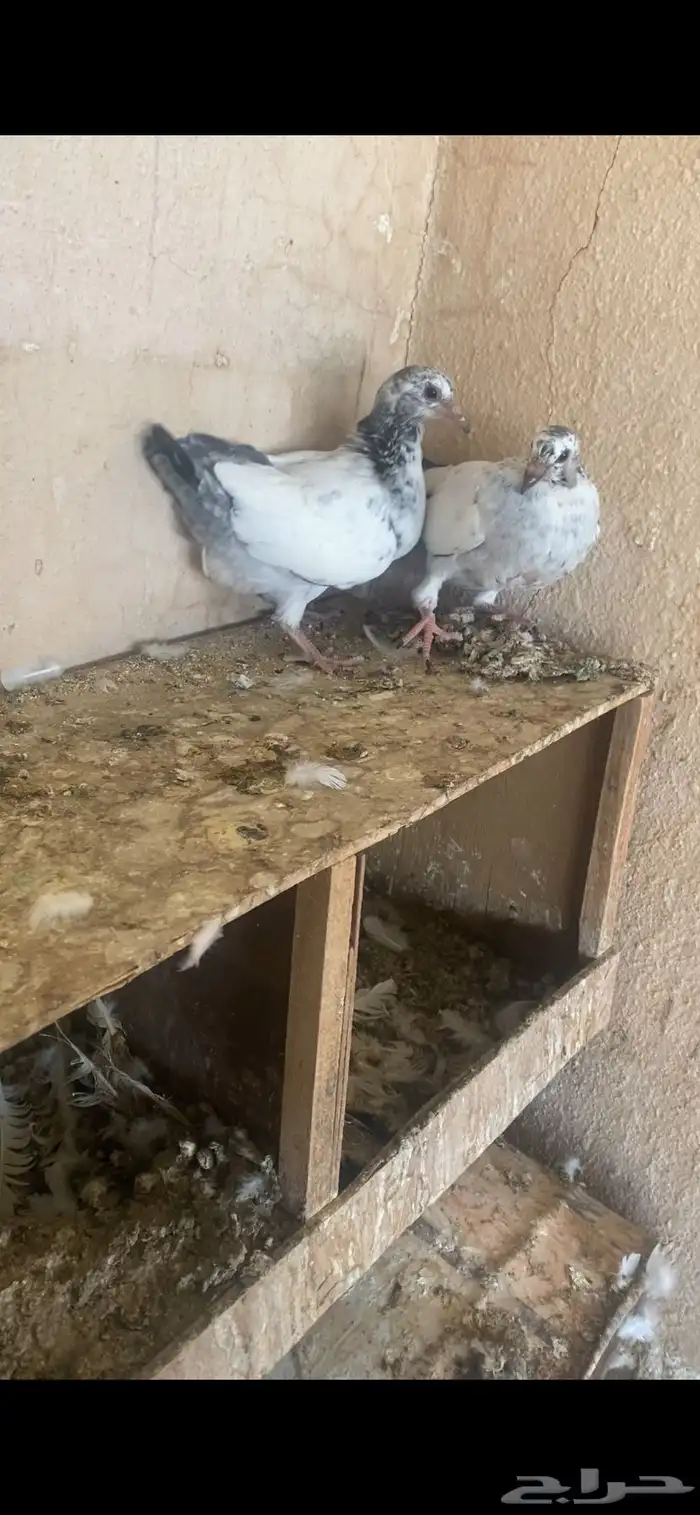 زغاليل فرنسي 7 طيبات خوش كبسه 0