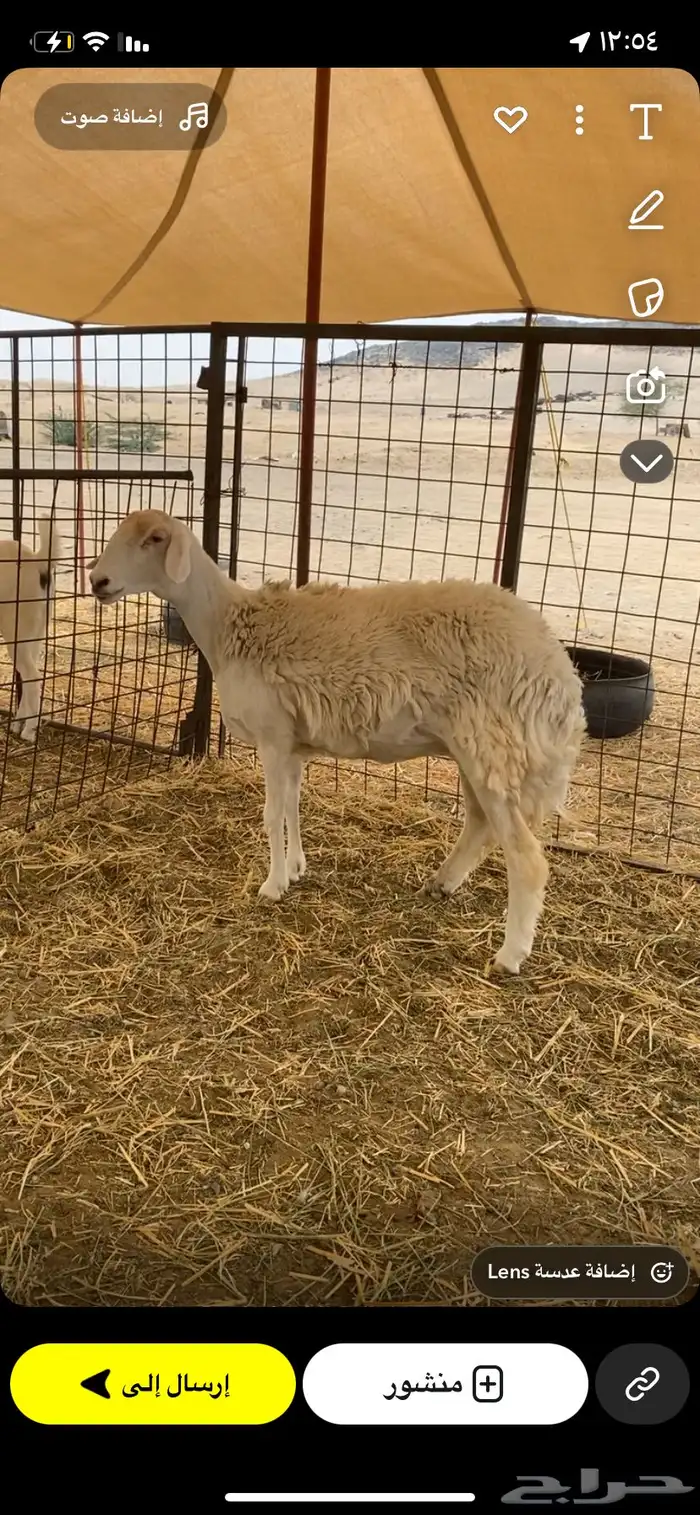 شاه ثنيه كفووو 0