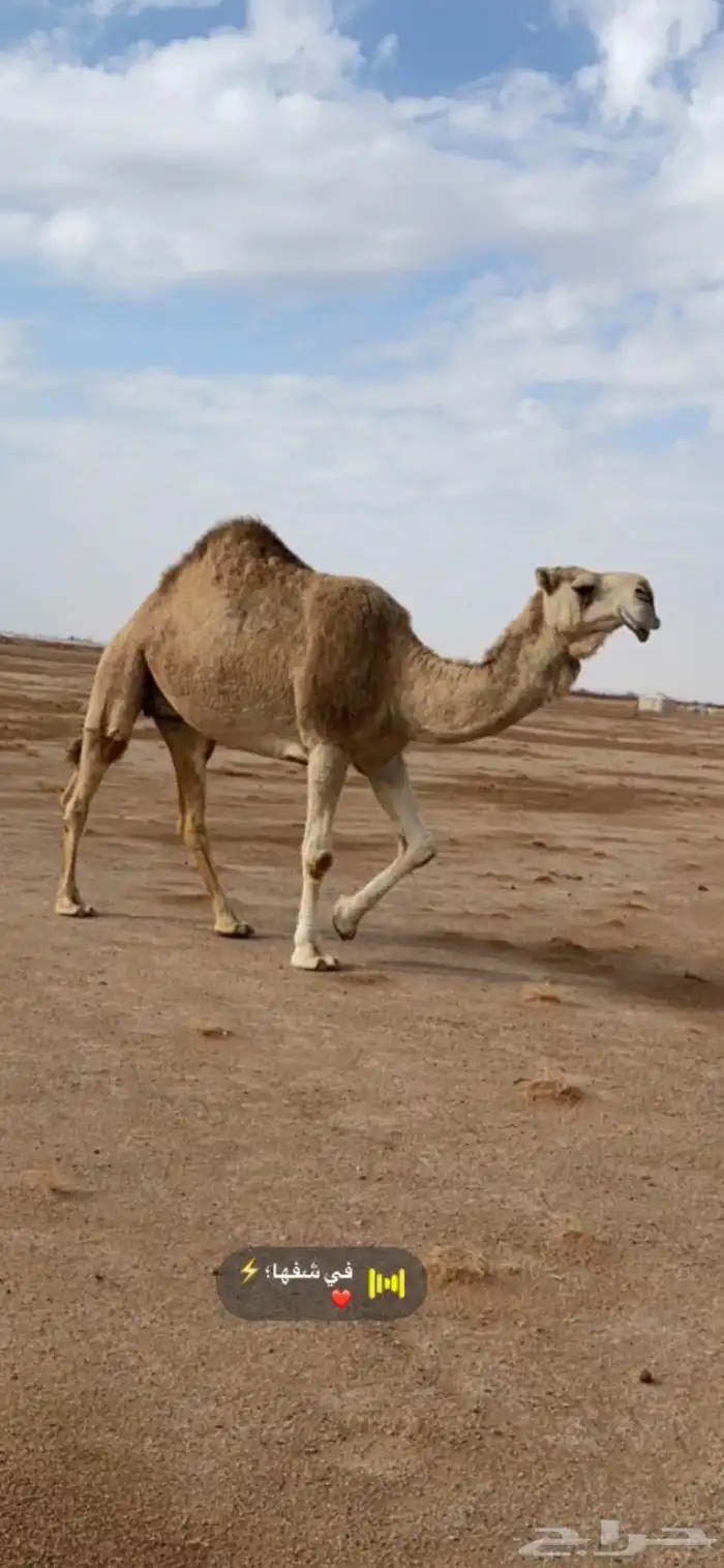 11 من الابل بحيرانها للبيع فالقويعيه 0