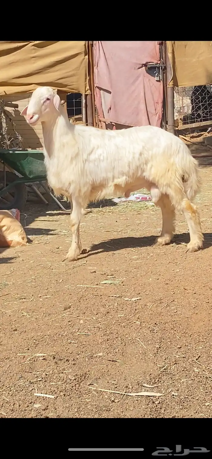 بسم الله ماشاء الله مشروع فحل فخم 1