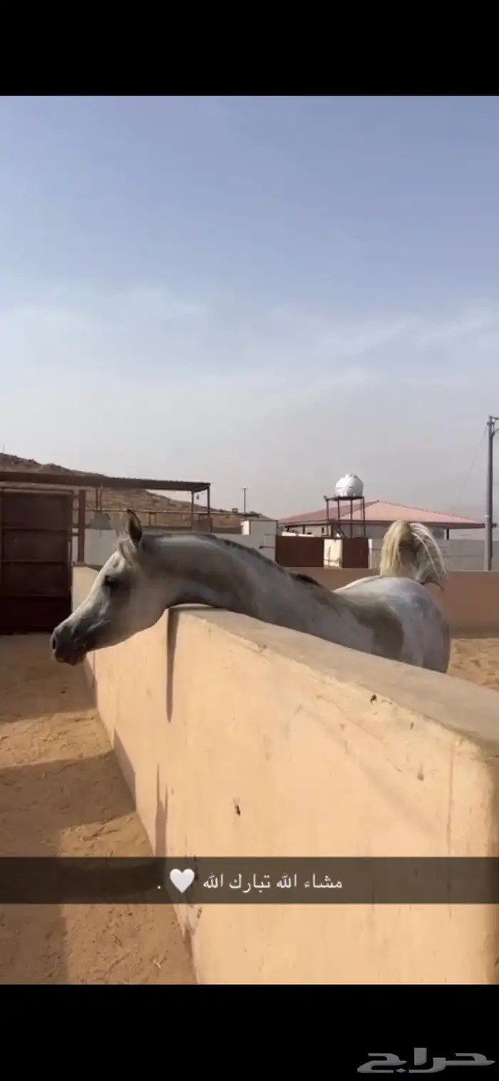 فرس لقاح 8 شهور 5