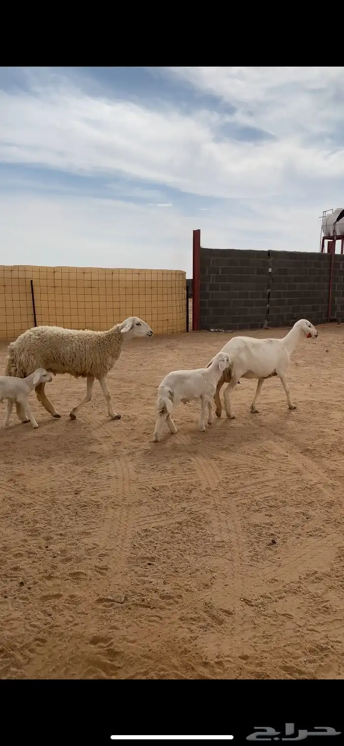 عرضييين خلفات حريات صنف وعنز يتبعها تيس 0