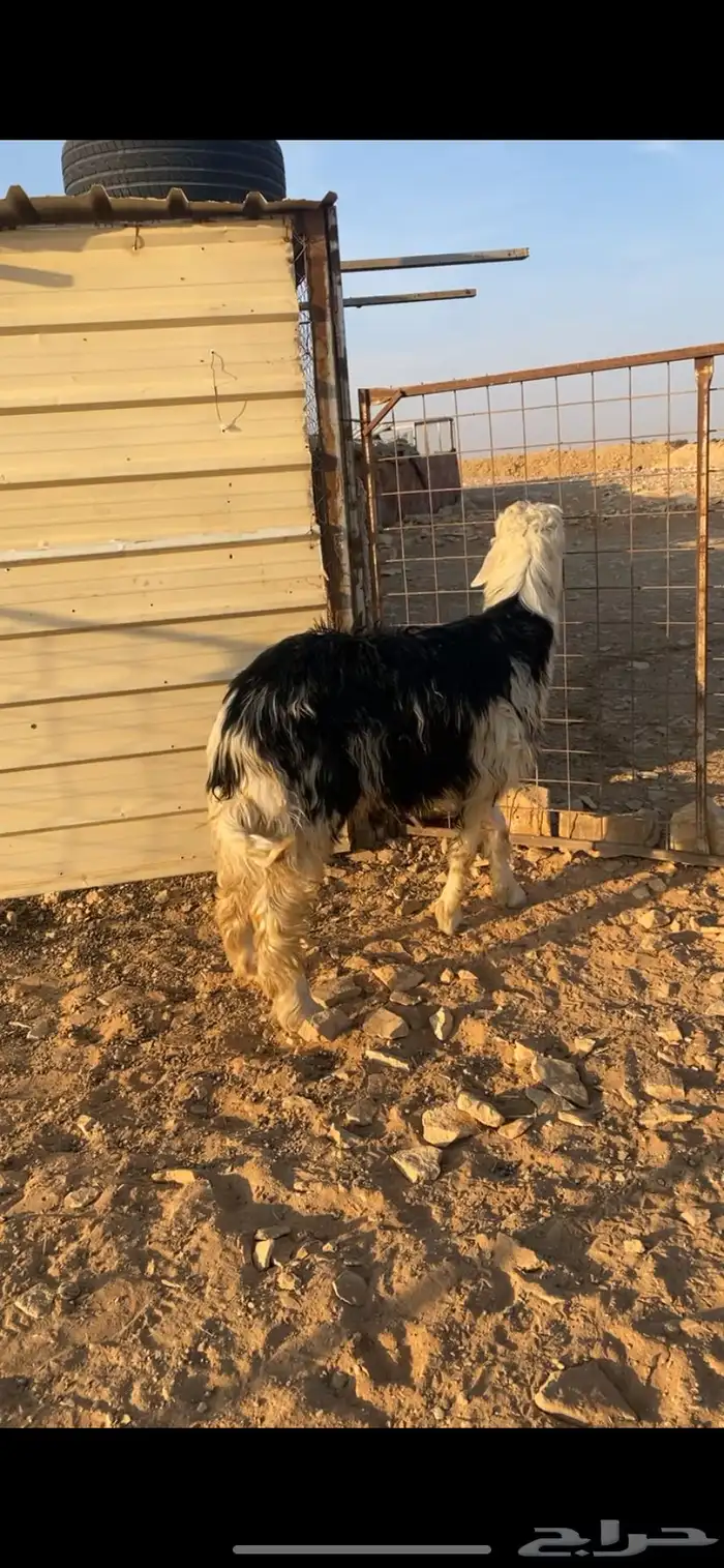 طلي نجدي جذع 1