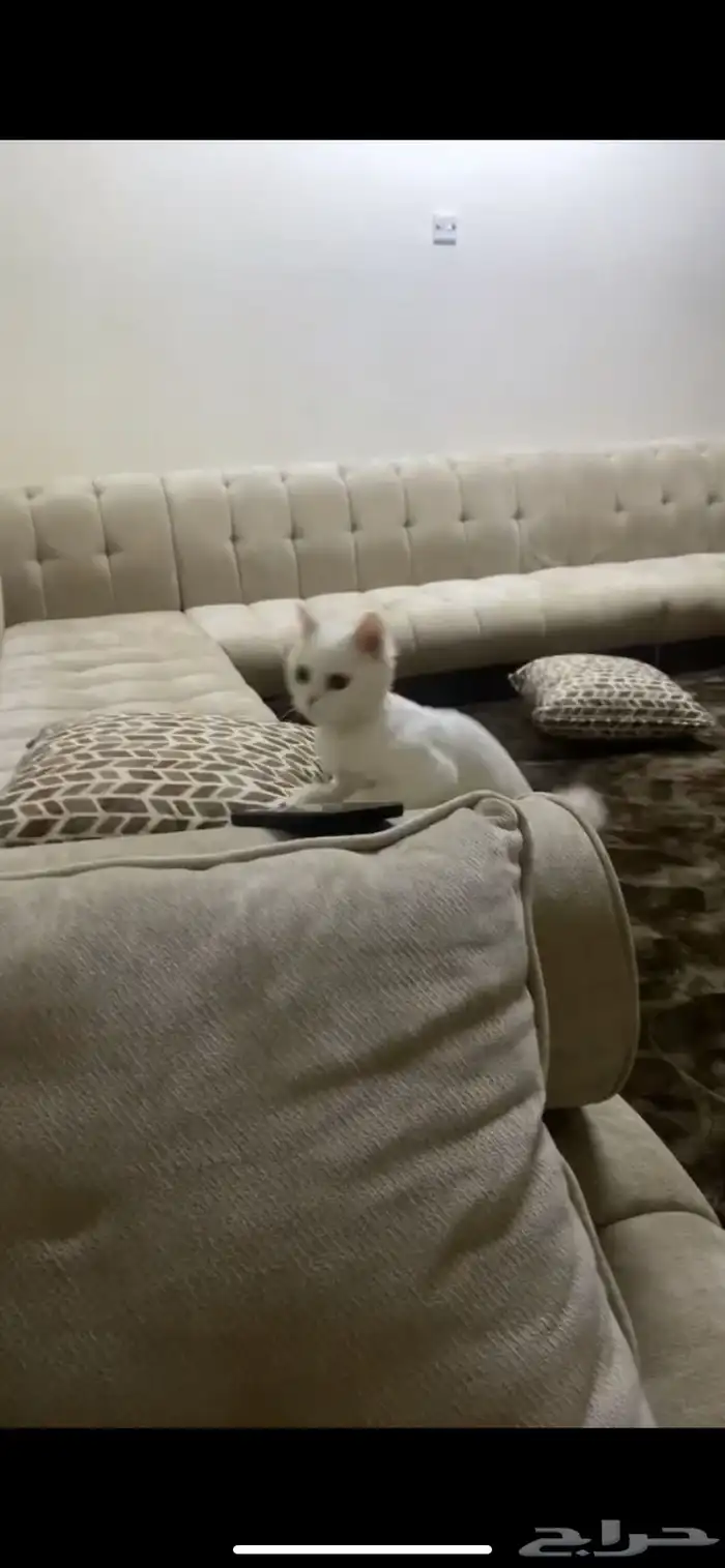 قط ضايع والي يلقها له  مكافاه مالية 2