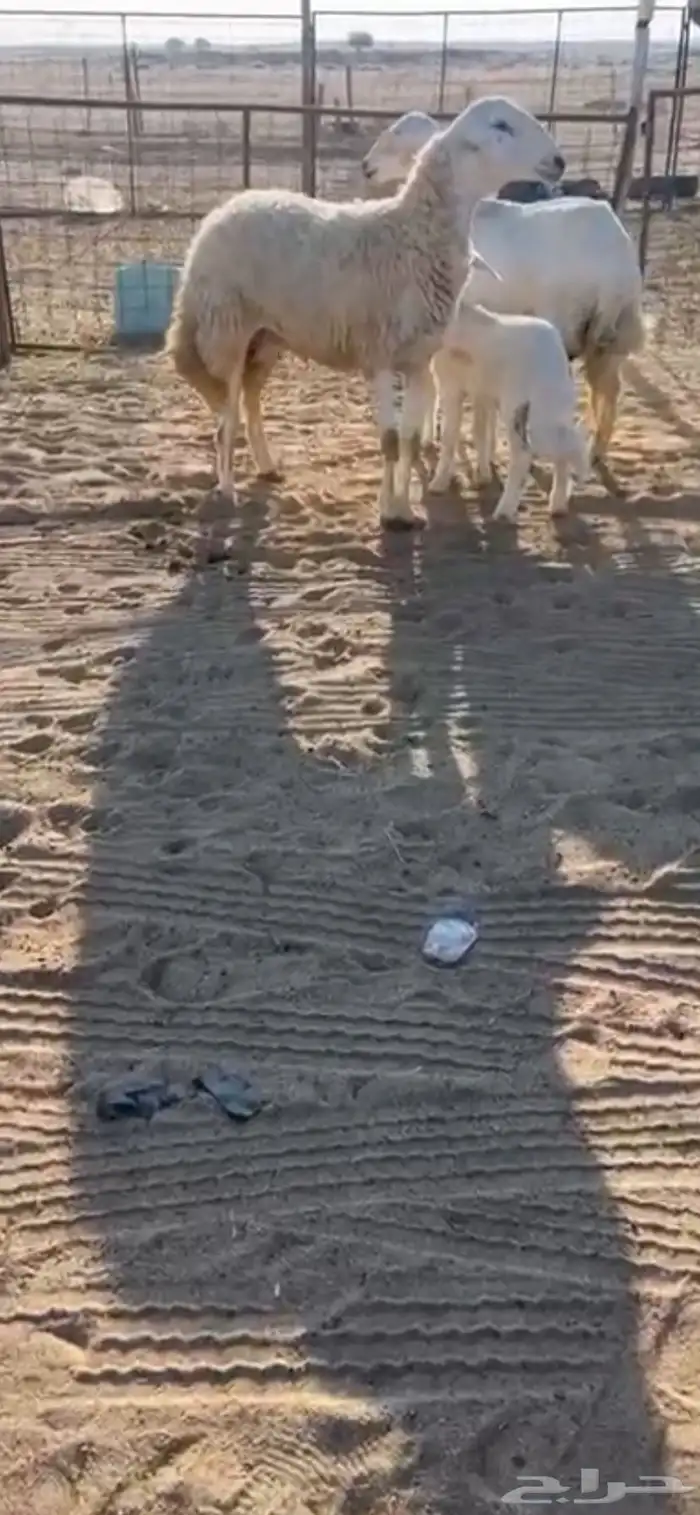 عرضييين خلفات حريات صنف وعنز يتبعها تيس 2