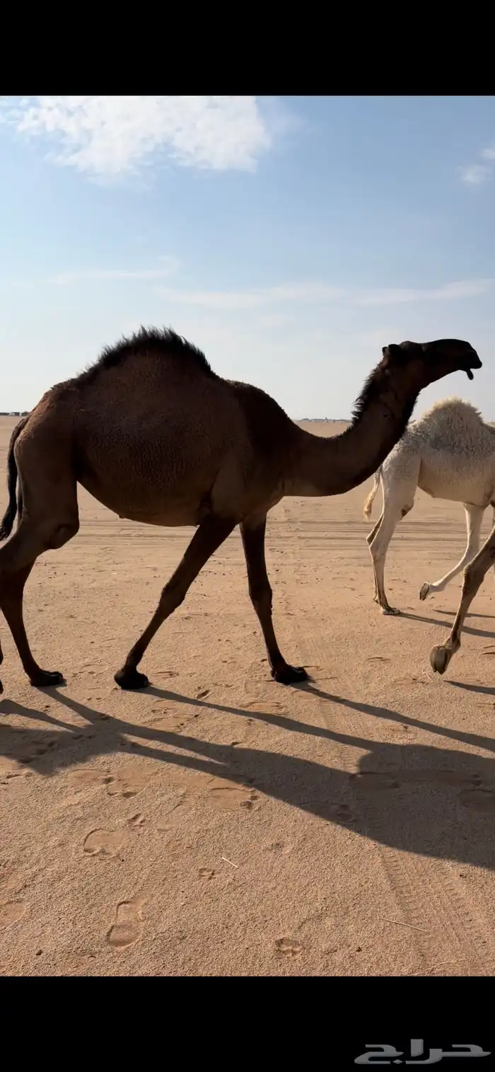 11 من الابل بحيرانها للبيع فالقويعيه 4