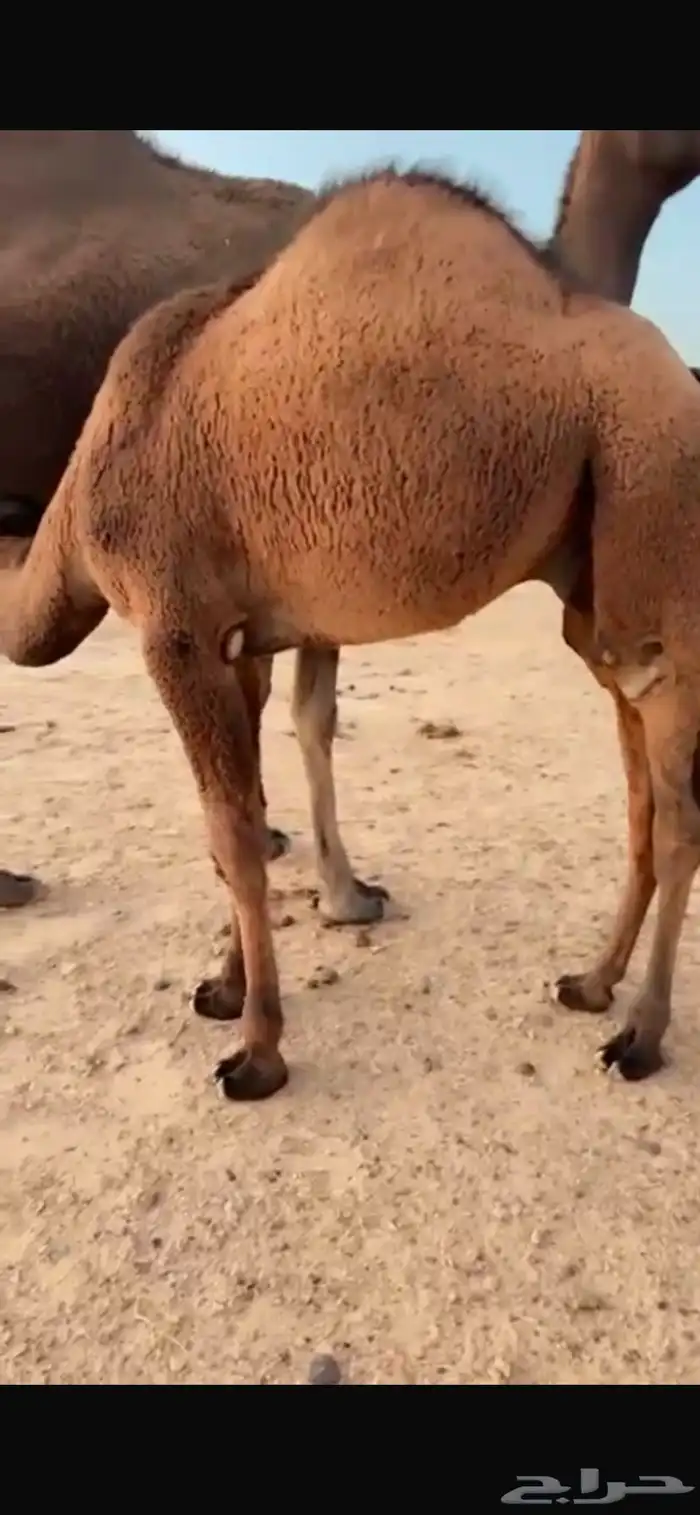 قعود اصفر للبيع 0