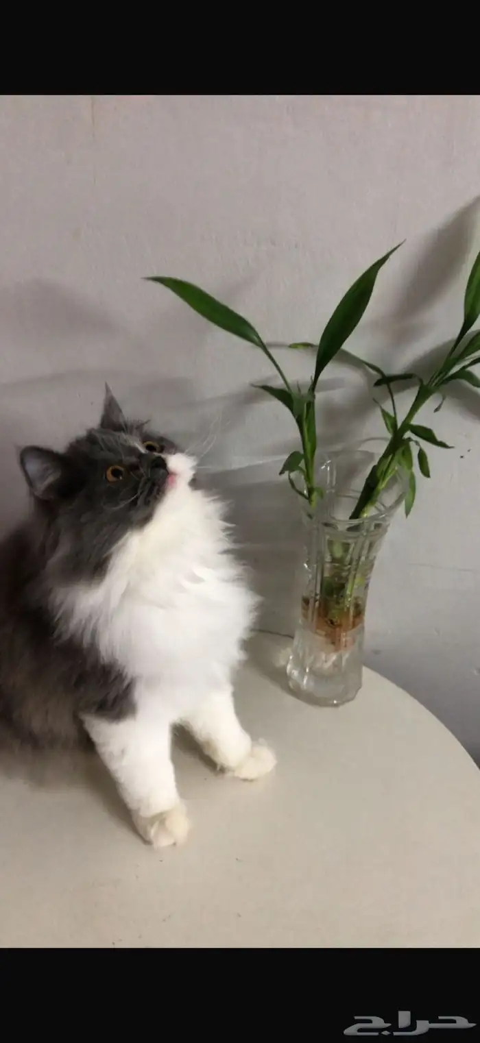 بيع قطة شيرازي 0