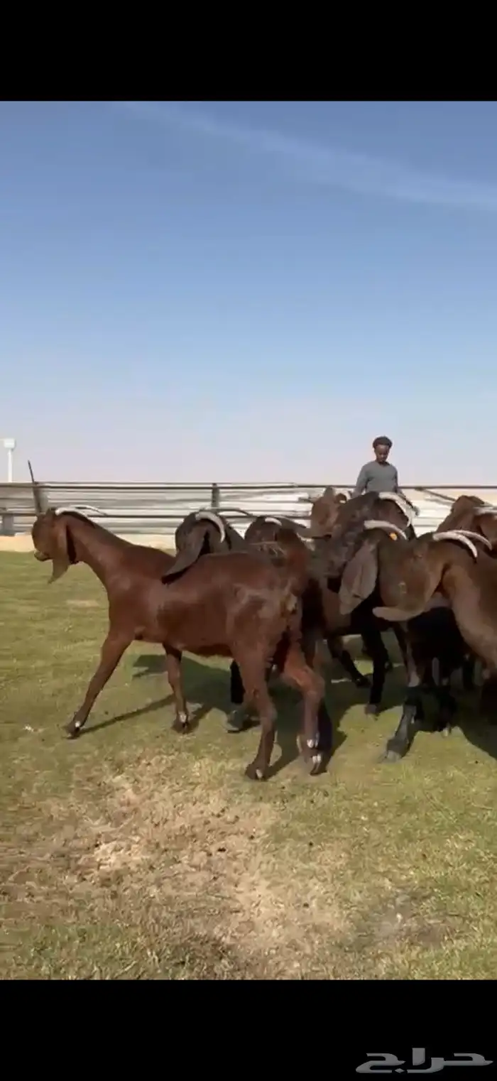 للبيع قبرصيات بيور فاخره دفيع 0