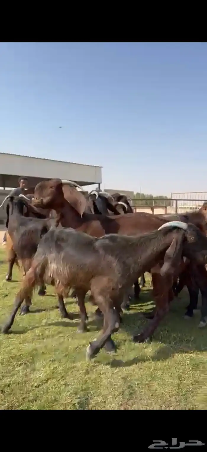 للبيع قبرصيات بيور فاخره دفيع 9