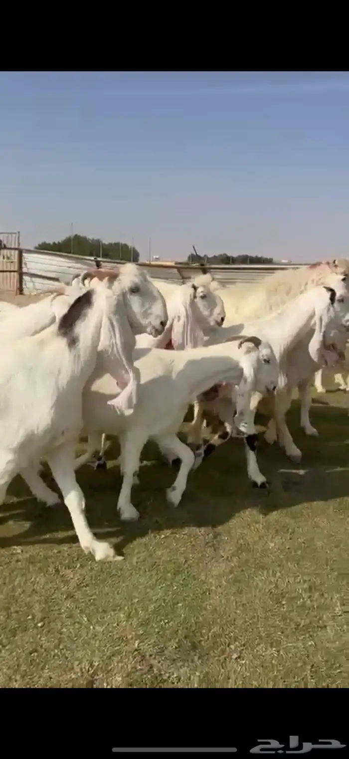 مراح مشاريك مطوارت فاخره دفيع شرط 13 ب الفحل 1