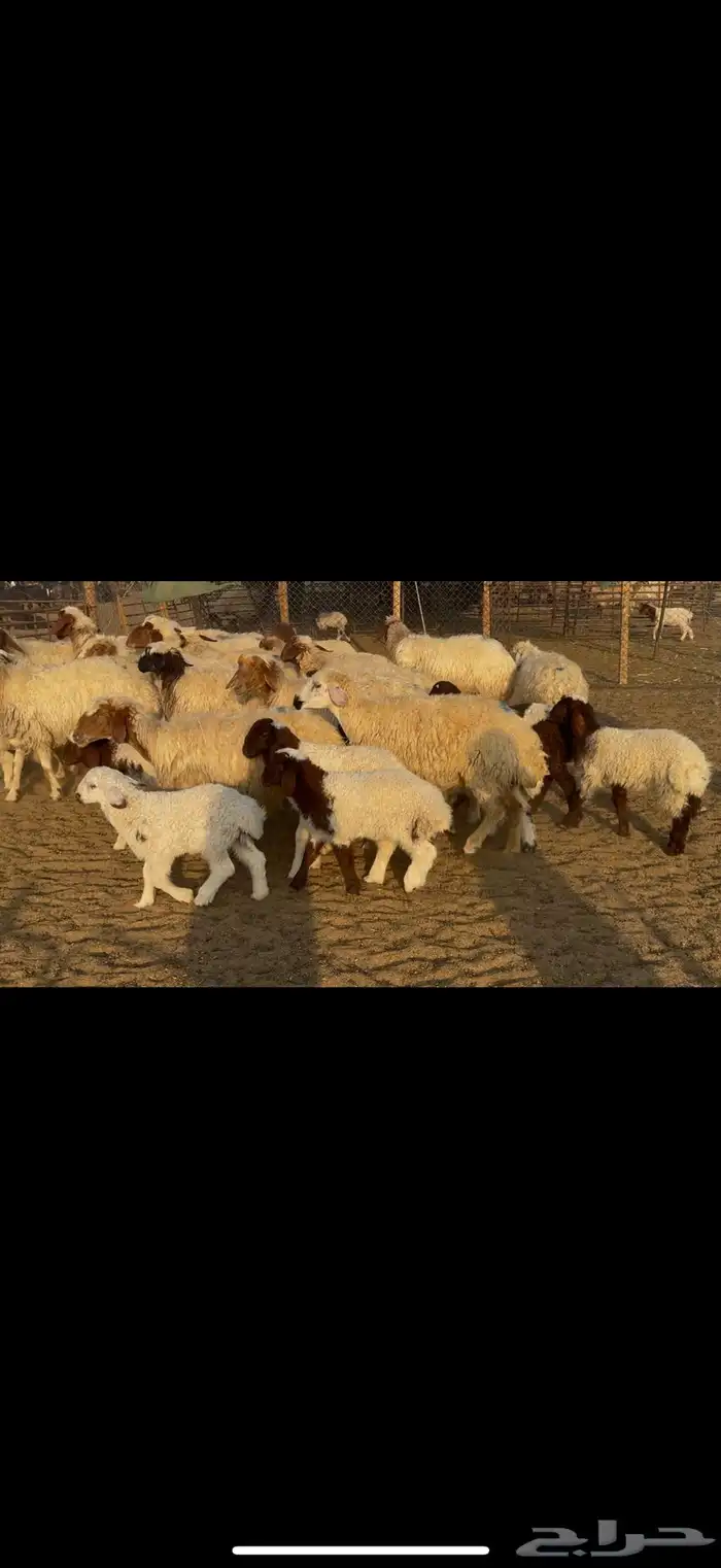 غنم نعيم رغث 1