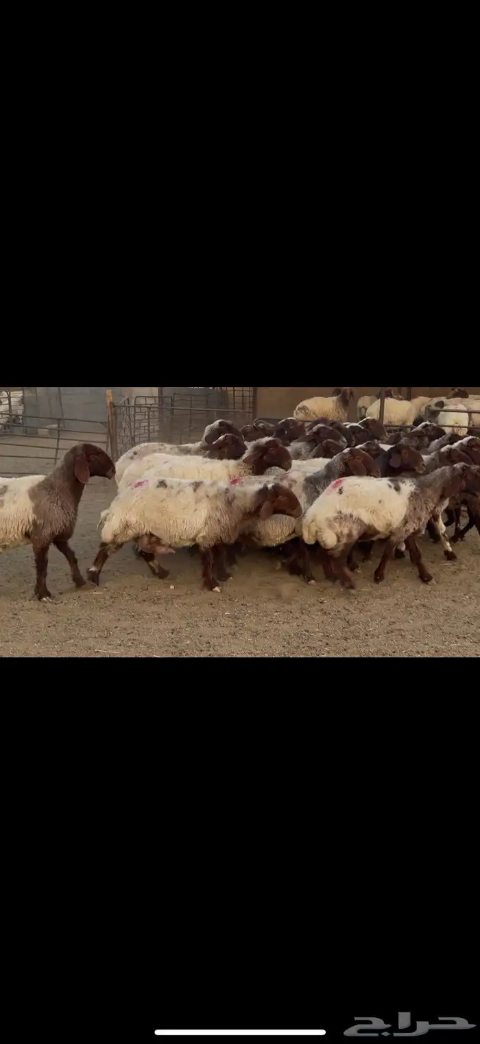 غنم نعيم دفيع ومطافيل 2
