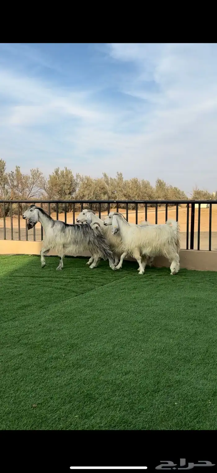 معزا شهب مصريات دفيع 1