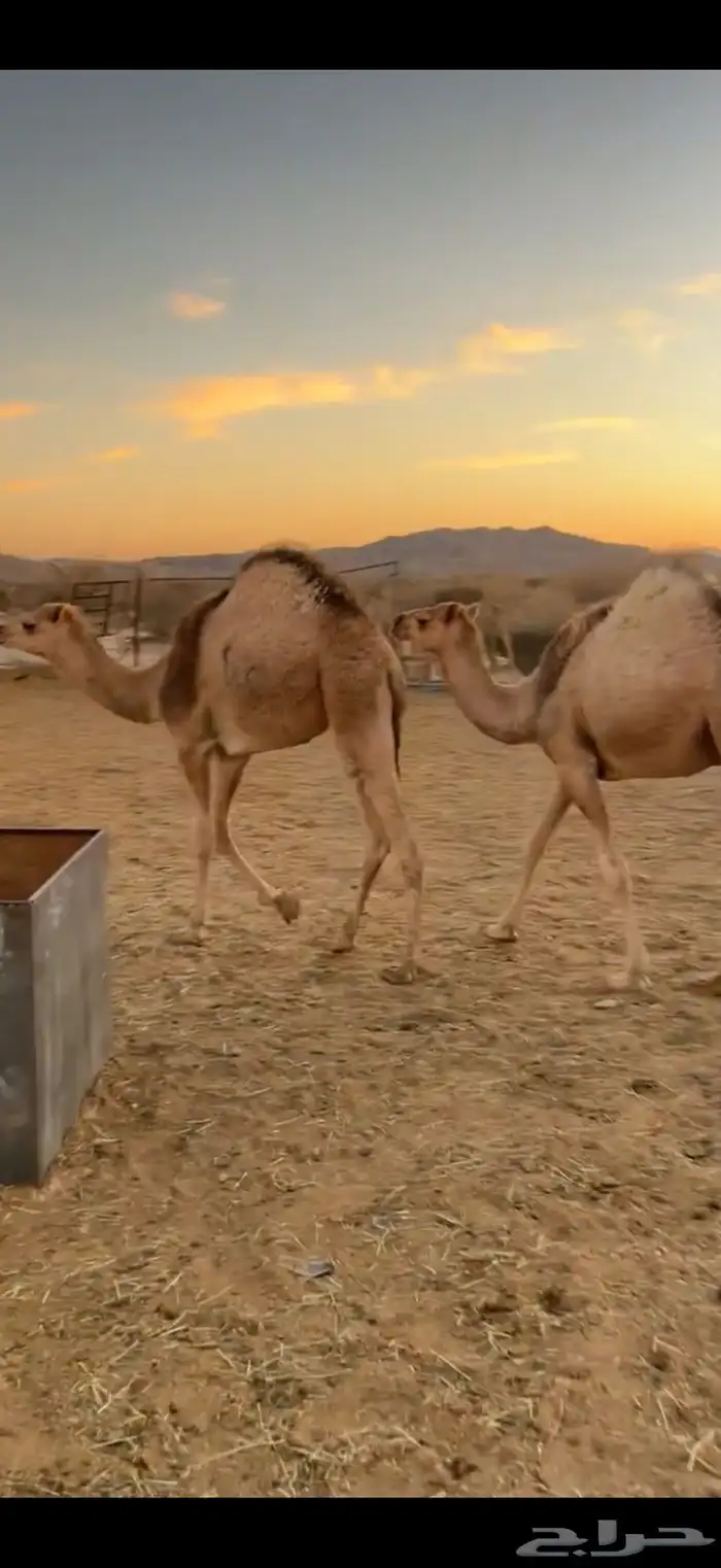 حشوان للبيع قعدان وبكااار 4