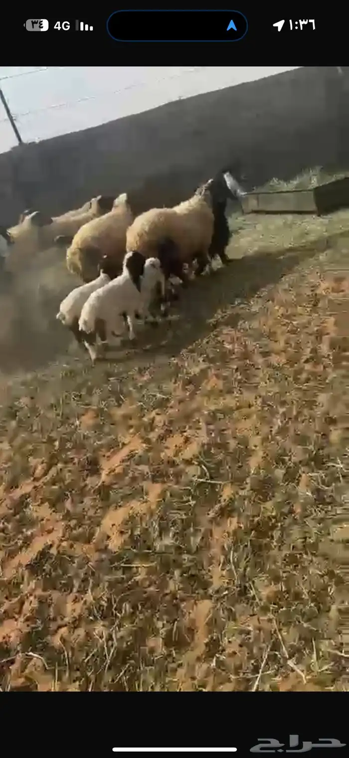 غنم نعيم طيبه للبيع 6