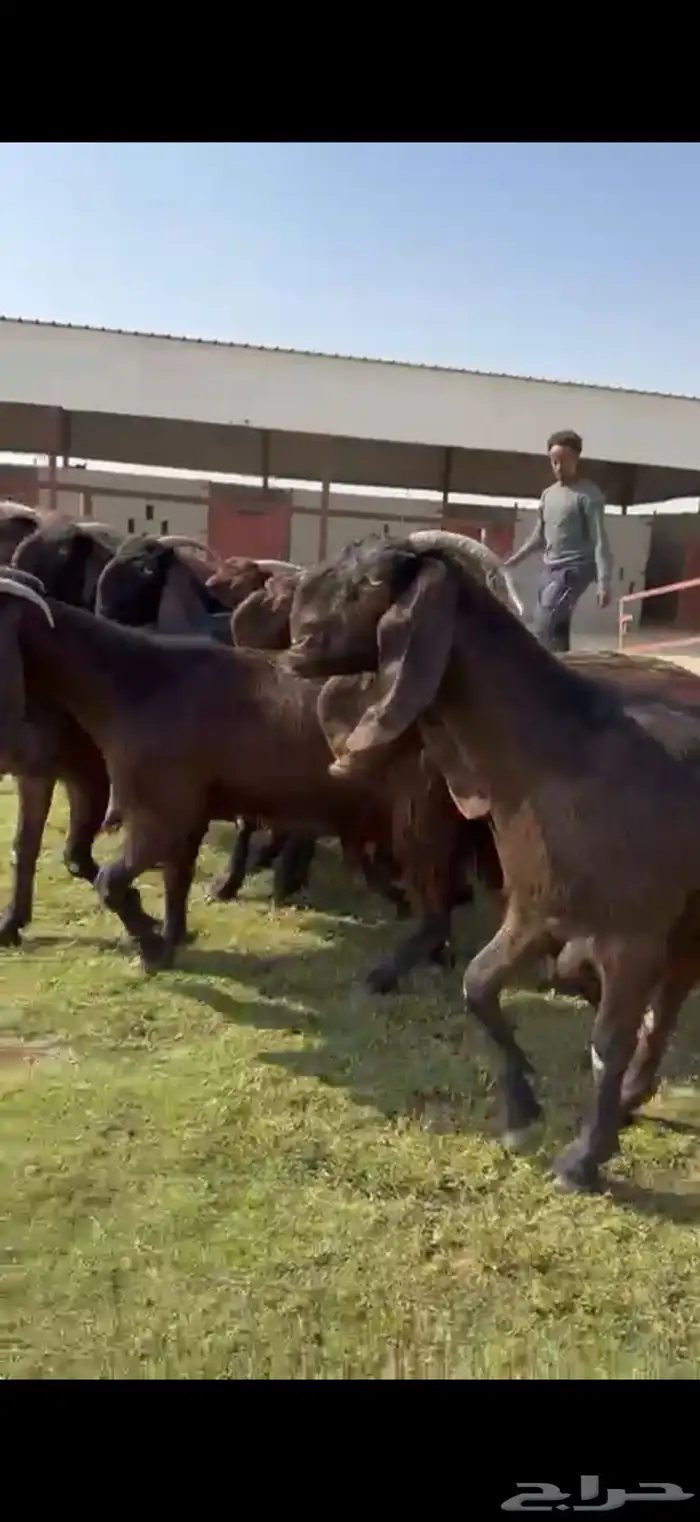 للبيع قبرصيات بيور فاخره دفيع 10