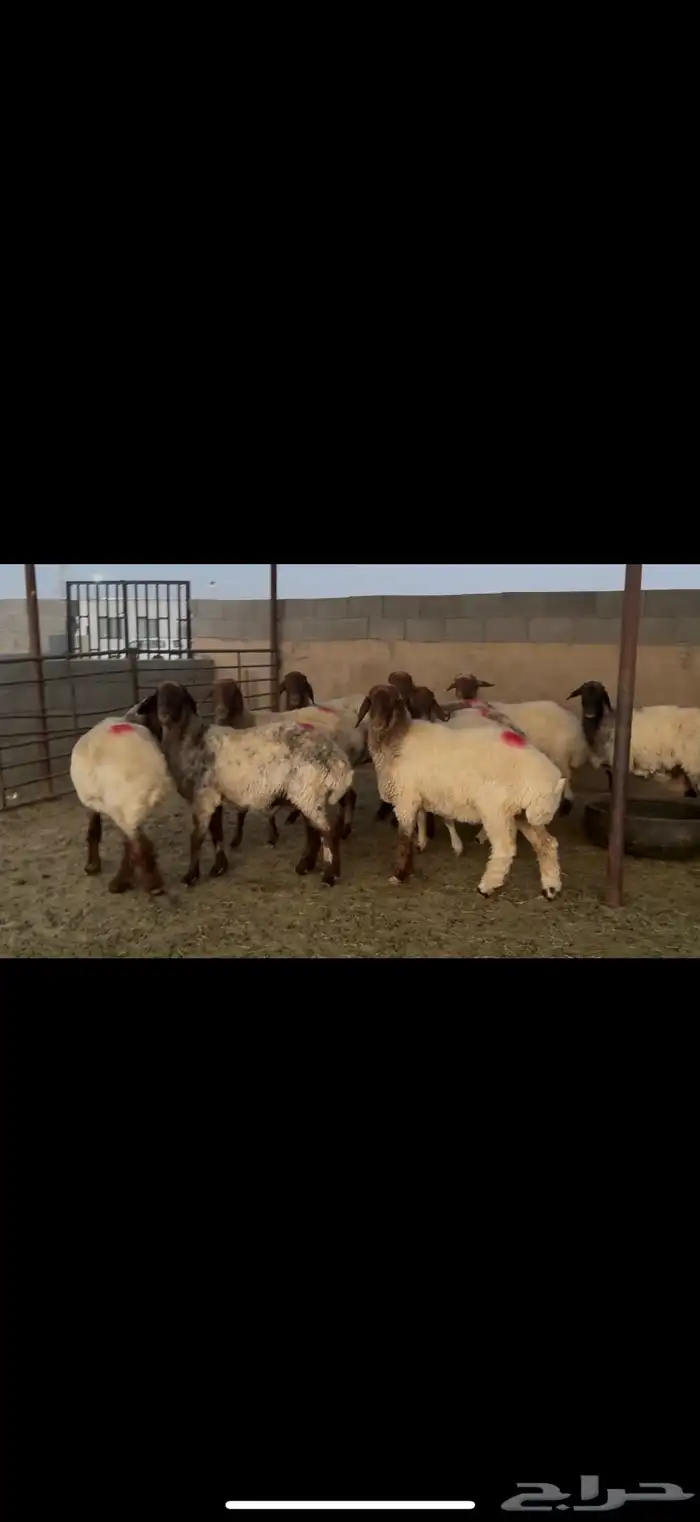 غنم نعيم دفيع 3