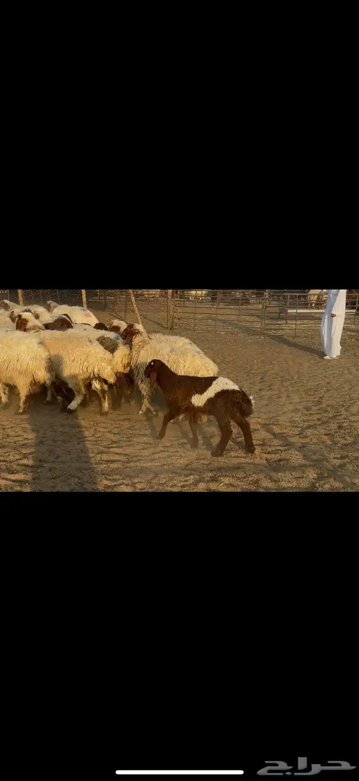 غنم نعيم رغث 4