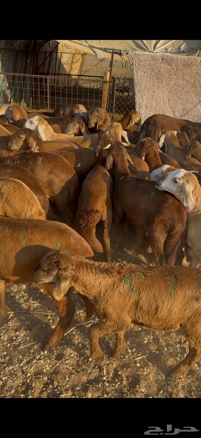 سواكن حمري جمله وتفريد 3