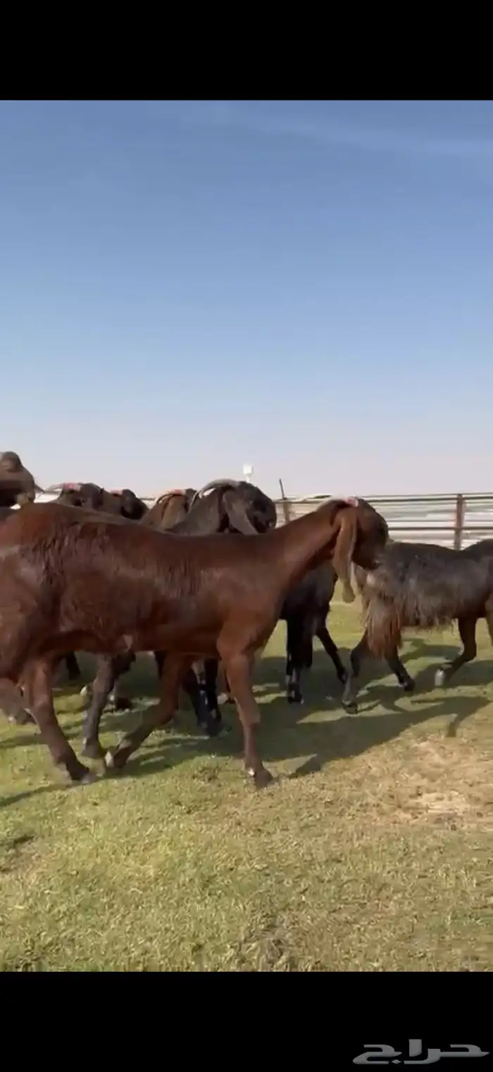 للبيع قبرصيات بيور فاخره دفيع 6