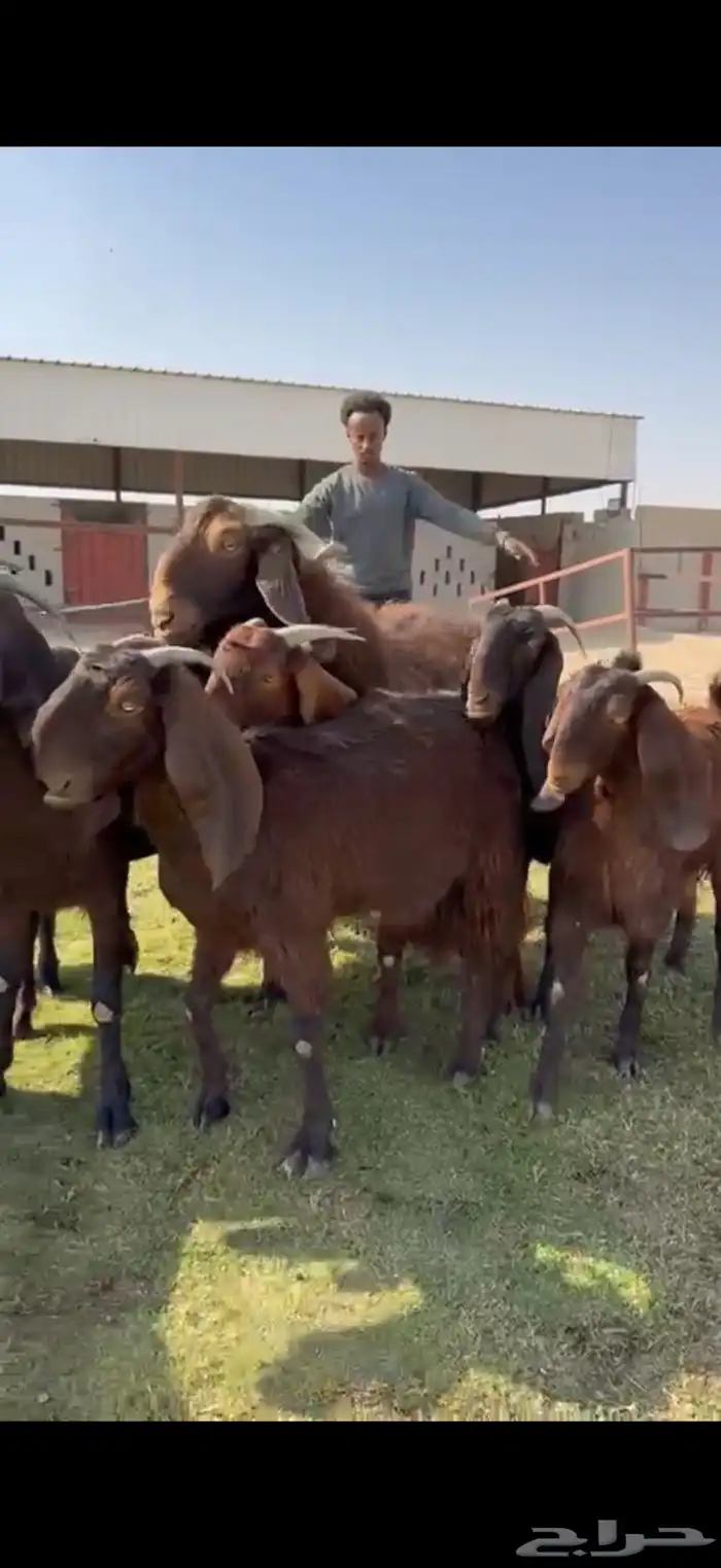 للبيع قبرصيات بيور فاخره دفيع 15