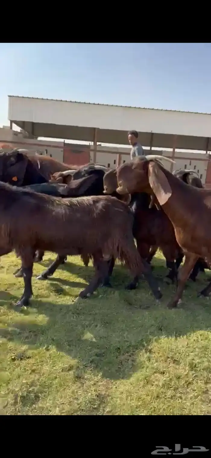 للبيع قبرصيات بيور فاخره دفيع 11