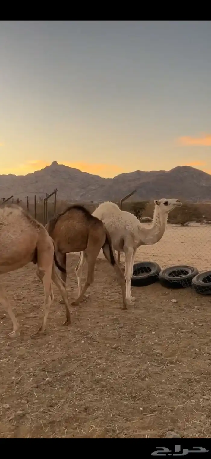 حشوان للبيع قعدان وبكااار 3