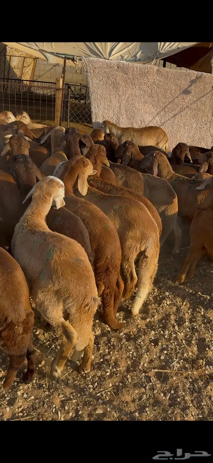 سواكن حمري جمله وتفريد 0