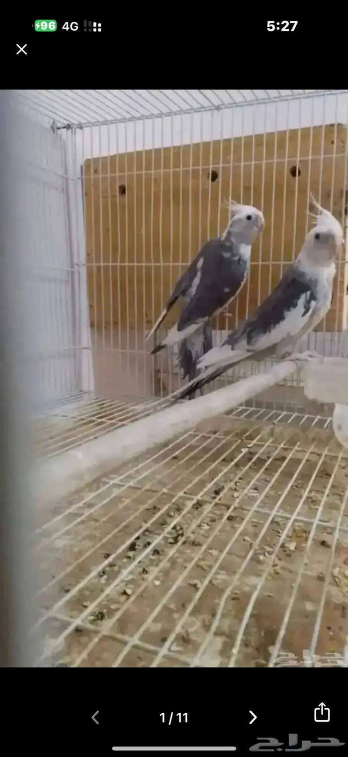 للبيع ازواج 9