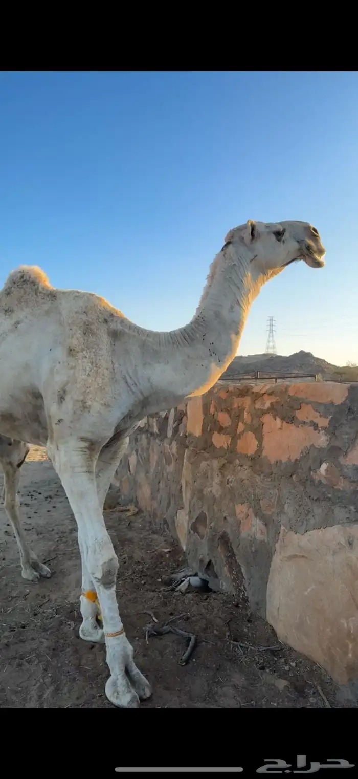 بعير كفو 2
