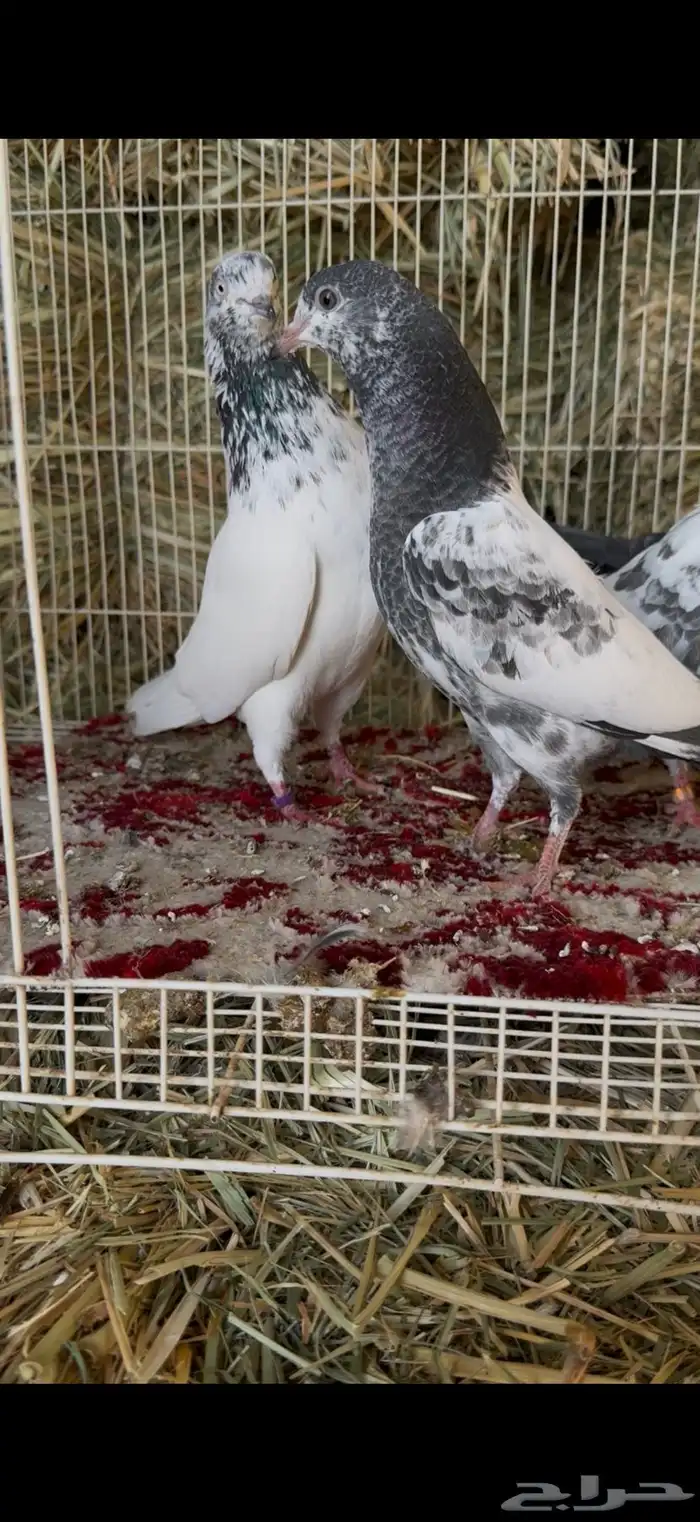 حمام بكستاني شرط مطير ونتاج 1