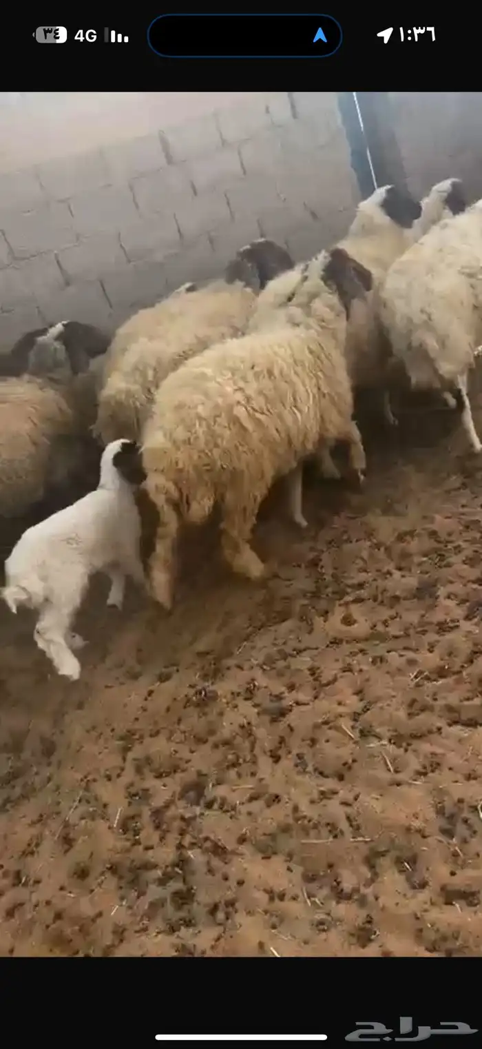 غنم نعيم طيبه للبيع 4