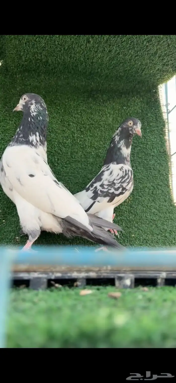 حمام باكستاني سخي 4