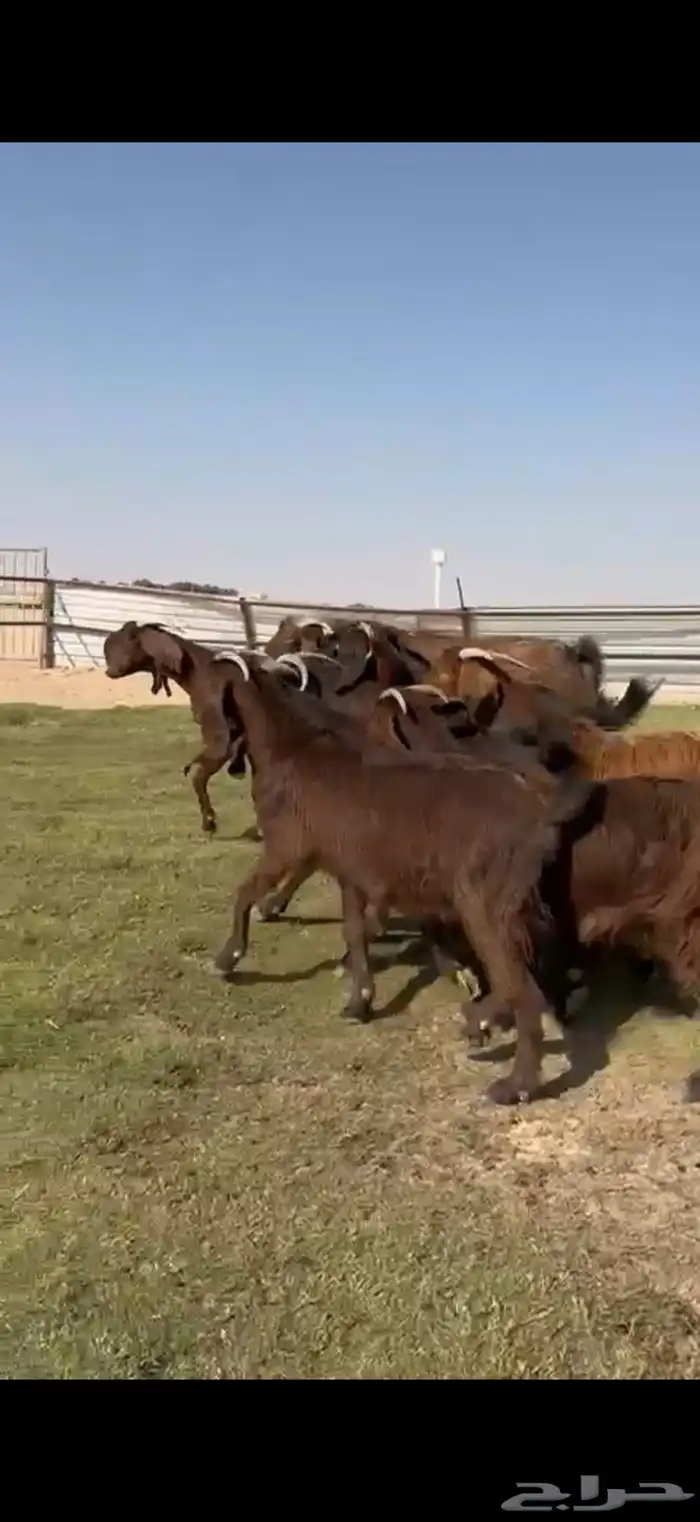 للبيع قبرصيات بيور فاخره دفيع 1