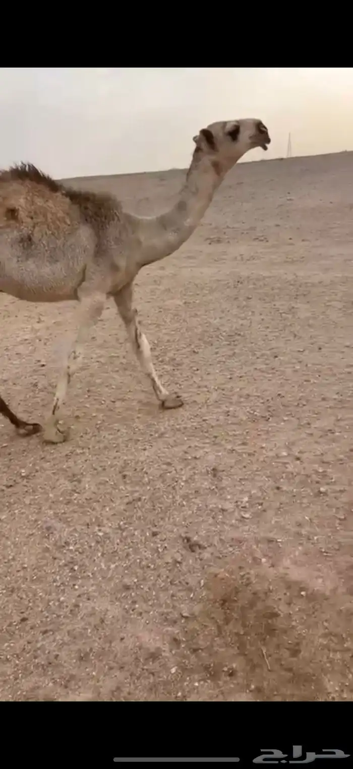 قعود رماني للبيع 4